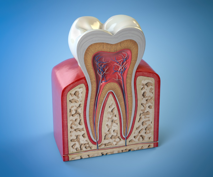 Cross-section illustration of a human tooth showing enamel, dentin, pulp with nerves and blood vessels, and underlying bone structure against a blue background.